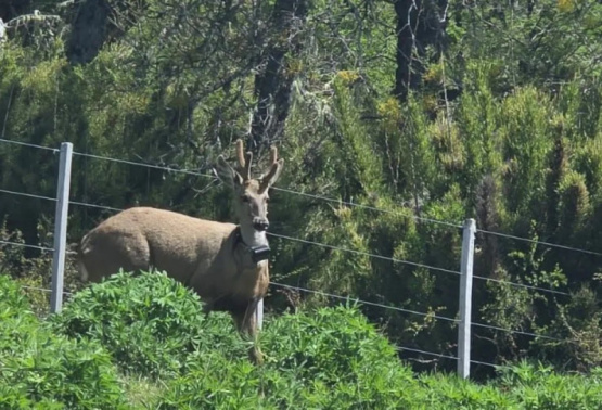 Piden extrema precaución en la ruta de los Siete Lagos por la presencia del huemul Newenche